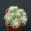 Echinofossulocactus longispinus f monstroza