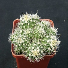 Echinofossulocactus longispinus f monstroza