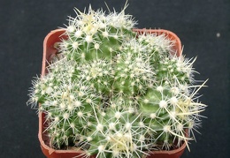 Echinofossulocactus longispinus f monstroza