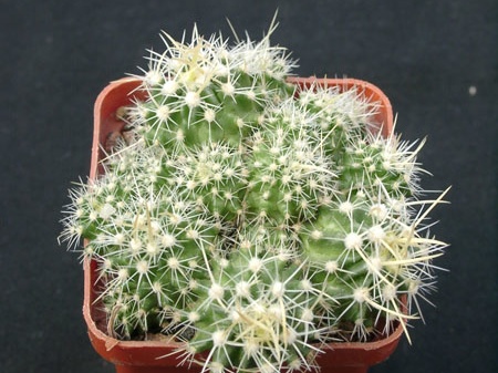 Echinofossulocactus longispinus f monstroza