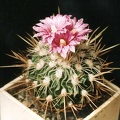 Echinofossulocactus (Stenocactus)  rosassianus