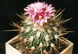 Echinofossulocactus (Stenocactus)  rosassianus