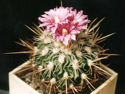 Echinofossulocactus (Stenocactus)  rosassianus