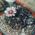 Echinofossulocactus (Stenocactus) sp.