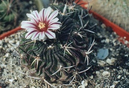 Echinofossulocactus (Stenocactus) sp.