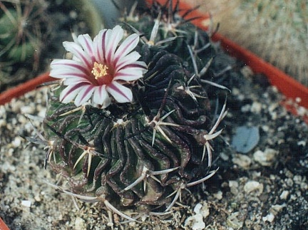 Echinofossulocactus (Stenocactus) sp.