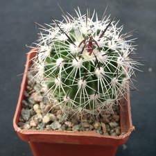 Echinofossulocactus zacatecasensis SB18