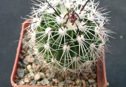 Echinofossulocactus zacatecasensis SB18