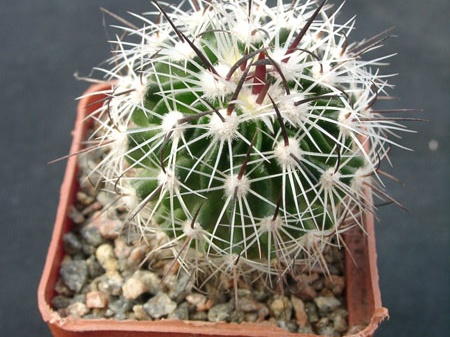 Echinofossulocactus zacatecasensis SB18