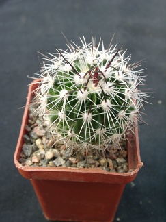 Echinofossulocactus zacatecasensis SB18