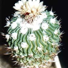 Echinofossulocactus (Stenocactus) anfractuosus