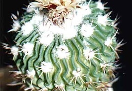 Echinofossulocactus (Stenocactus) anfractuosus