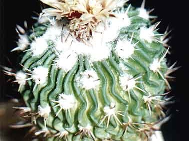 Echinofossulocactus (Stenocactus) anfractuosus