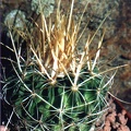 Echinofossulocactus (Stenocactus) arrigens