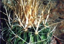 Echinofossulocactus (Stenocactus) arrigens