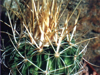 Echinofossulocactus (Stenocactus) arrigens