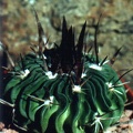 Echinofossulocactus (Stenocactus) grandicornis