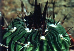 Echinofossulocactus (Stenocactus) grandicornis