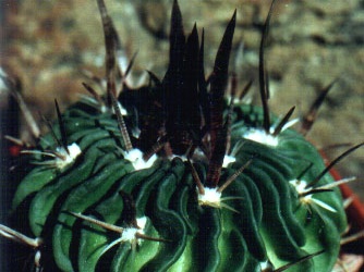 Echinofossulocactus (Stenocactus) grandicornis