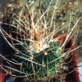 Echinofossulocactus (Stenocactus) multicostatus