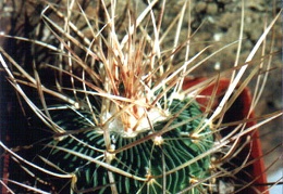 Echinofossulocactus (Stenocactus) multicostatus