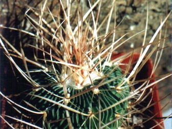 Echinofossulocactus (Stenocactus) multicostatus