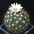 Echinofossulocactus (Stenocactus) vaupelianus