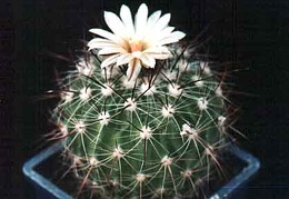 Echinofossulocactus (Stenocactus) vaupelianus