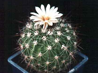 Echinofossulocactus (Stenocactus) vaupelianus