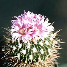 Echinofossulocactus (Stenocactus) violaciflorus