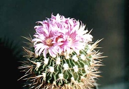 Echinofossulocactus (Stenocactus) violaciflorus