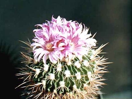 Echinofossulocactus (Stenocactus) violaciflorus