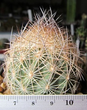 Echinomastus durangensis