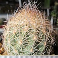 Echinomastus durangensis
