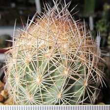 Echinomastus durangensis