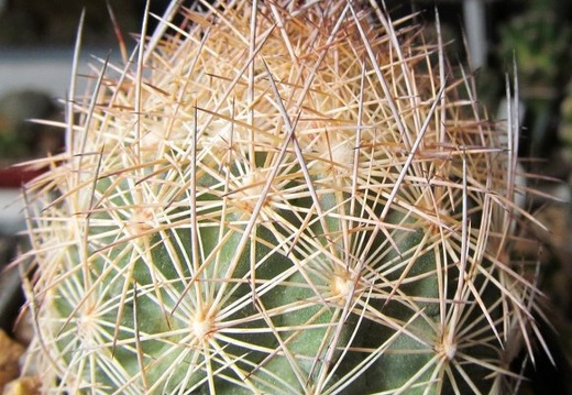 Echinomastus durangensis