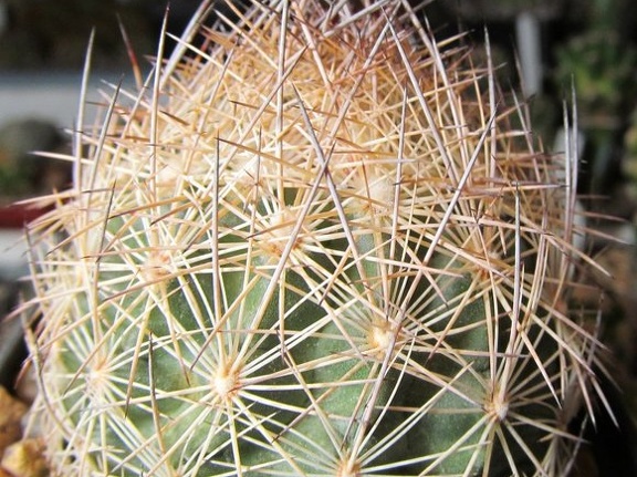 Echinomastus durangensis