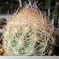 Echinomastus_durangensis.JPG