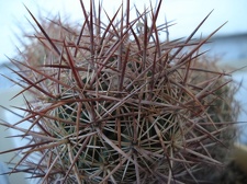 Echinomastus johnsonii1 Burzak FG