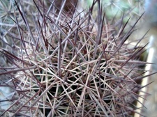 Echinomastus johnsonii Burzak FG