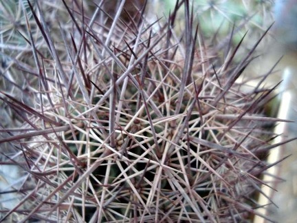 Echinomastus johnsonii Burzak FG