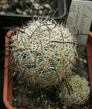 Echinomastus unguispinus