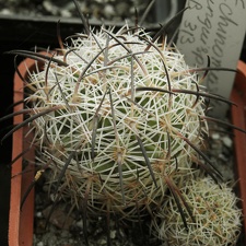 Echinomastus unguispinus