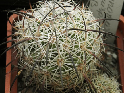 Echinomastus unguispinus