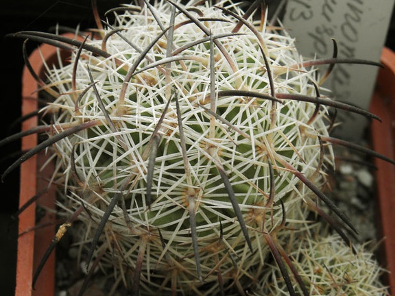 Echinomastus unguispinus