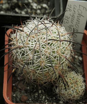 Echinomastus unguispinus (2555 відвідувань) Echinomastus unguispinus