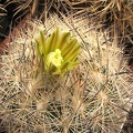 Echinomastus unguispinus Fom FG