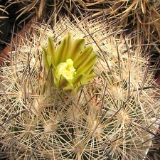 Echinomastus unguispinus Fom FG