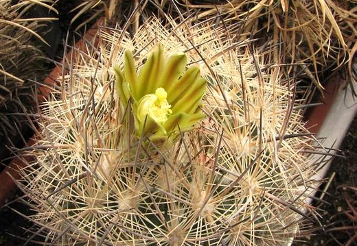 Echinomastus unguispinus Fom FG (1801 відвідувань) Echinomastus unguispinus Fom FG