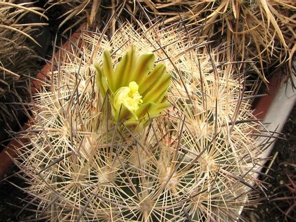 Echinomastus unguispinus Fom FG